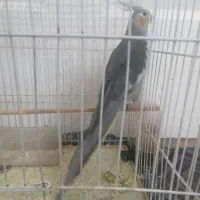 عروس هلندی دستی3ماهه