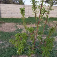 باغ حصار شده ی ویلایی در بارانلو