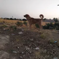 پژدر 15ماهه|سگ|درگزین, |دیوار