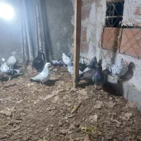 کبوتر هوایی