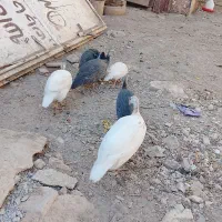 پرنده زینتی شهرستان رزن|پرنده|رزن, |دیوار