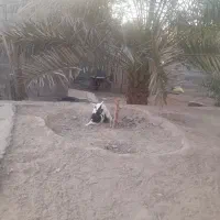 خرگوش|حیوانات مزرعه|میناب, |دیوار