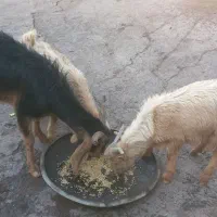 بز دقلو بادوراس کهره وآبستن فروشی|حیوانات مزرعه|پاتاوه, |دیوار