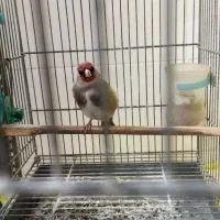 سهره دورگ جفتی قناری