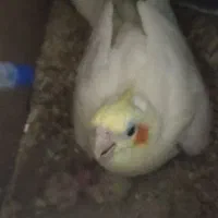 جفت عروس هلندی کارداده و مطمعن