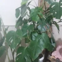 گل طبیعی|گل و گیاه طبیعی|نیشابور, شهرآرا|دیوار