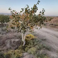 فروش-8-هکتار-باغ-پسته-50کیلومتری-مشهدجاده-سرخس