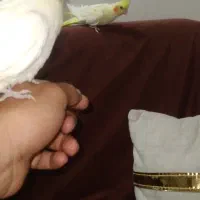 عروس هلندی لوتینو نروماده بالغ|پرنده|چابهار, |دیوار