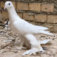 کبوتر