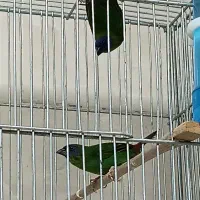فنچ مولد گلوبریده طوطی وار ماسکت پارسون کرواتی