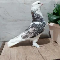مایع کفتر