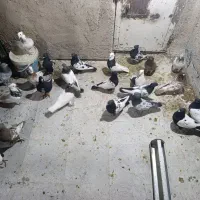 25عدد کبوتر|پرنده|شیراز, گویم|دیوار