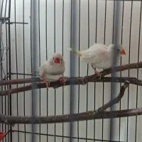 فنج روی جوجه