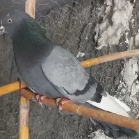 نر سبز پر سفید