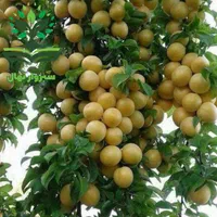 نهال آلو قطره طلا گلدانی( سبزوار نهال)|گل و گیاه طبیعی|سبزوار, کهنه آب|دیوار