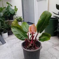 چند نوع فیلندرون