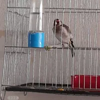 سهره نر بخون