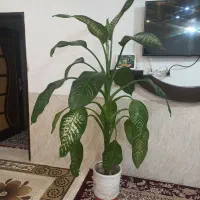 گل دیفن باخیا قیمت۹۵۰ تومان|گل و گیاه طبیعی|لاران, |دیوار