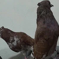 کبوتر اس ...|پرنده|گمیشان, |دیوار