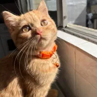 گربه برای جفت گیری