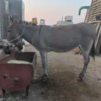 الاغ یا خر گله ای