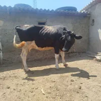 گاو جوان برای قصاب