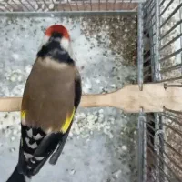 سهره|پرنده|کرج, بنیاد|دیوار