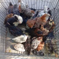 جوجه مرغ و اردگ