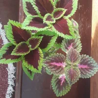 گل حسن یوسف