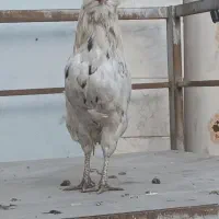 مرغ و خروس گلین