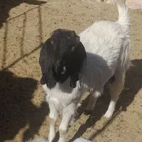 یک میش ماده|حیوانات مزرعه|خوسف, |دیوار