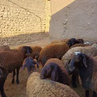 فروش ۱۴ راس گوسفند نر|حیوانات مزرعه|بزینه رود, |دیوار