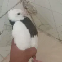 کبوتر ماد400۰ت|پرنده|رامهرمز, |دیوار