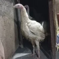 بوقلمون گوشتی