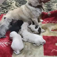 توله سگ|سگ|ابریشم, |دیوار