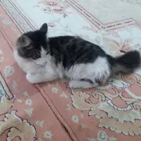 گربه رایگان