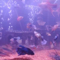 فروش و معاوضه ماهی|ماهی|پرند, فاز ۲|دیوار