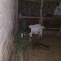 بز‌داشتی‌جوان