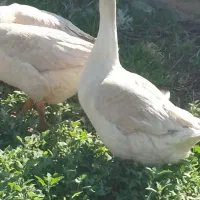 ۳عدد قو قاز نرو ماده  اگراینی معاوضه