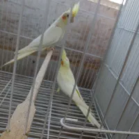 عروس قناری مرغ عشق فنچ گرینچیک