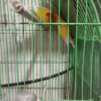 طوطی برزیلی|پرنده|اهواز, کوروش|دیوار