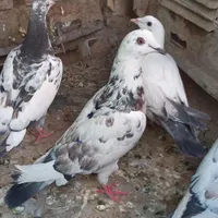 کبوتر خال سیاه|پرنده|قم, زنبیل آباد|دیوار