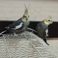 دو عدد عروس هلندی