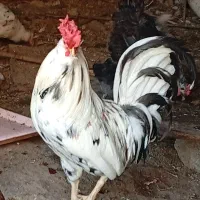 مرغ خورس