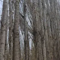 خرید چوب|خدمات باغبانی و درختکاری|شبستر, |دیوار