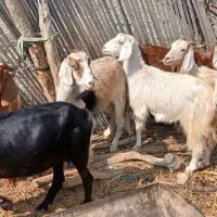۵عددبزویکنریدرنودژ