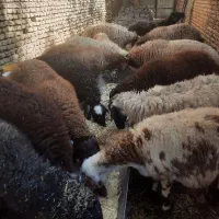 شیشک ومیش آبستن وشیشک ومیش زاییده قوچ