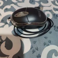 موس سم دار انت