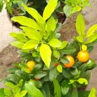 گل کلکسیون وسالنی|کلکسیون و سرگرمی|بروجرد, |دیوار