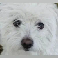 سگ شیتزوکراس